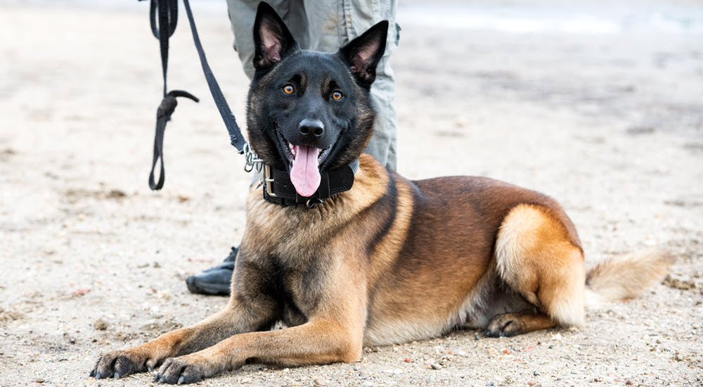 k9 event security